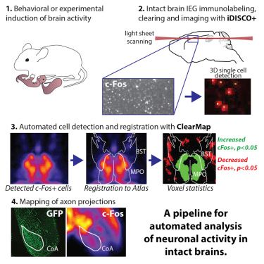 AI mapping brain cell activity