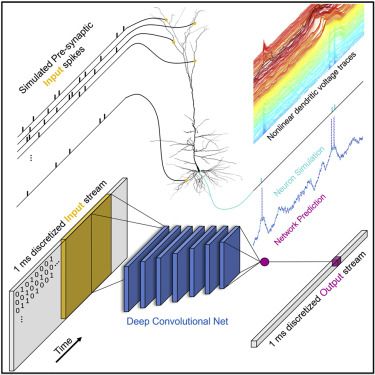 cortical neural network AI visualization