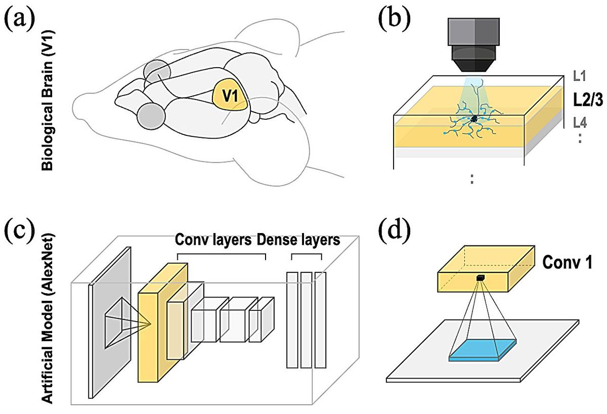 brain-inspired AI visual processing model