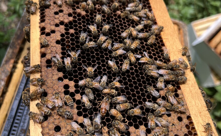 bee brain AI model