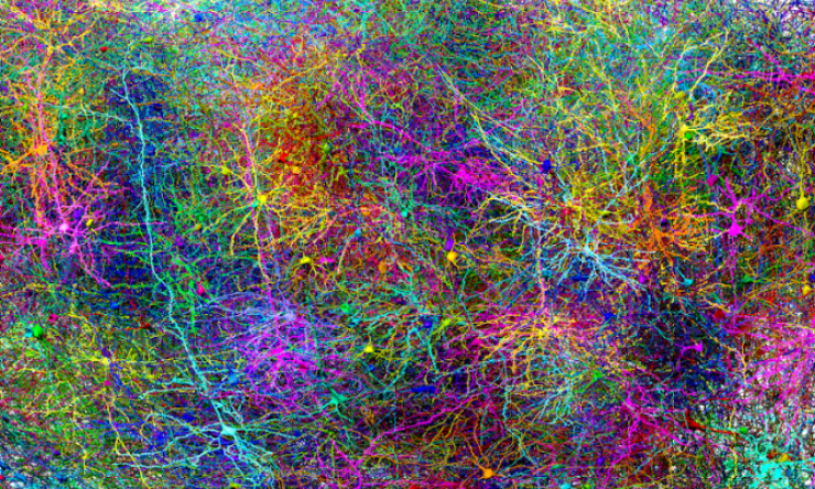MICrONS neural circuit map